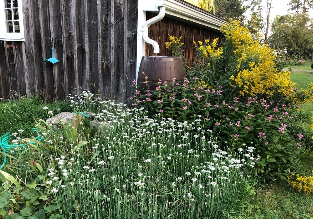 garden-rain-barrel