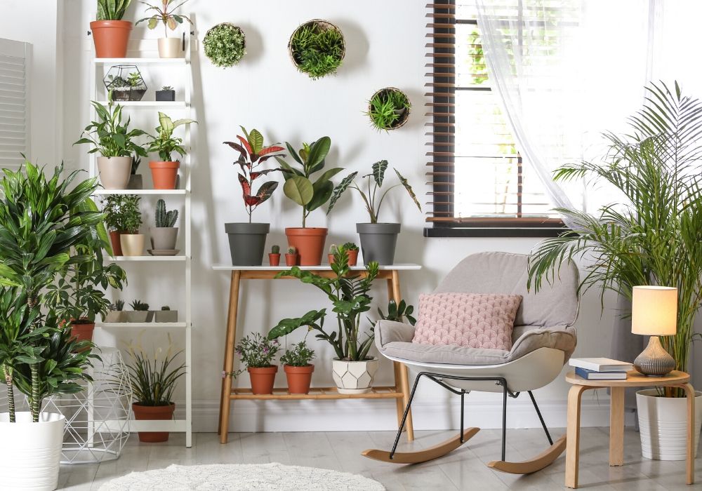 indoor-house-plants