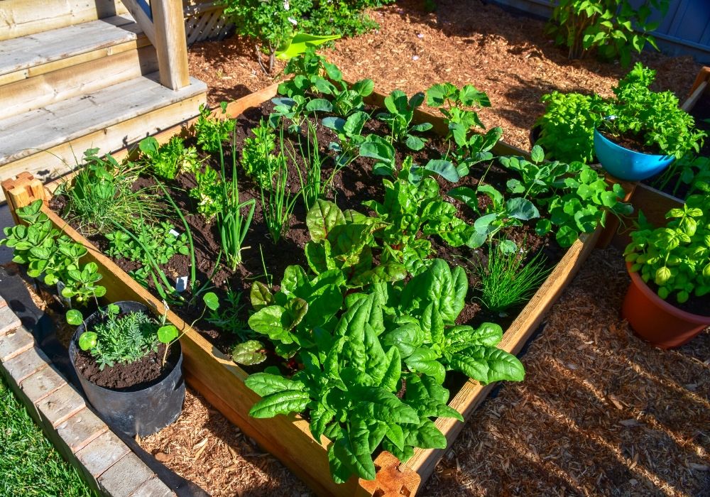 vegetable-herb-garden-raised-bed